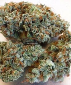 Sativa Strains